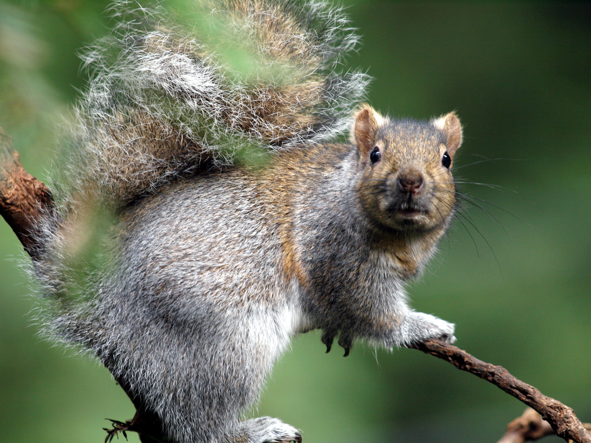 Squirrel