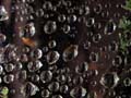 Dew Spiderweb