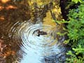 Duck Opal Creek