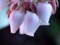 Manzanita Flowers
