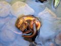 Newts