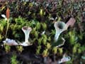 Pixie Cups