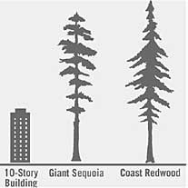 Coast Redwoods Sequoia sempervirens