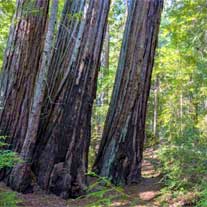 Field Guide for the Big Basin Redwood Forest Habitat