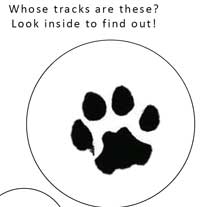 Animal Tracks in Big Basin Brochure