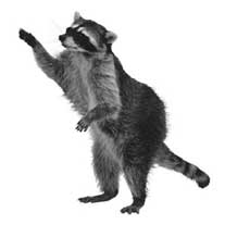 Raccoon Brochure